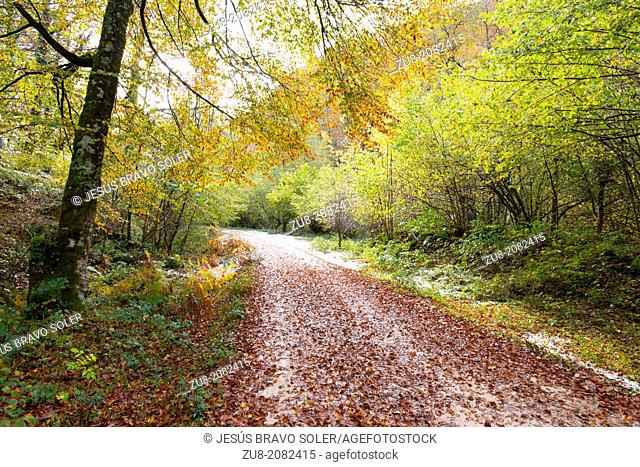 Autumn is coming to an end, and the first snow has begun to fall in the deep valleys of the Natural Park of Saja Besaya. This photograph is taken along the...