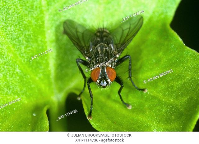 Extreme close up of a fly at rest on a leaf