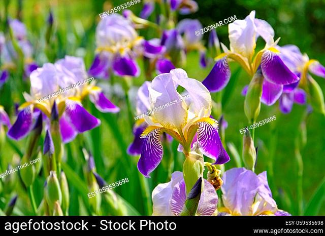 Schwertlilien im Frühlingsgarten - purple iris flowers in spring garden