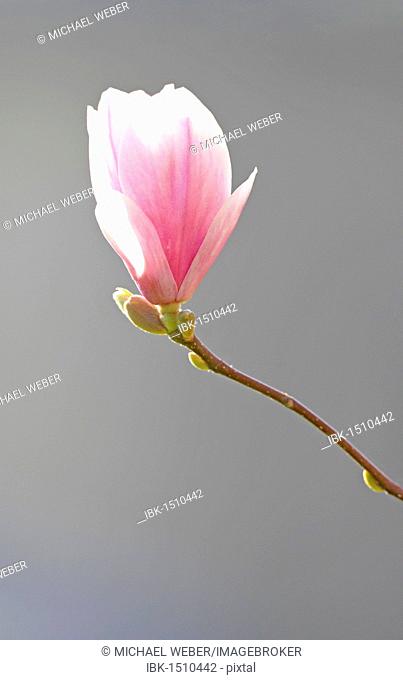 Blossom of the Saucer Magnolia (Magnolia x soulangeana), Amabilis cultivated form