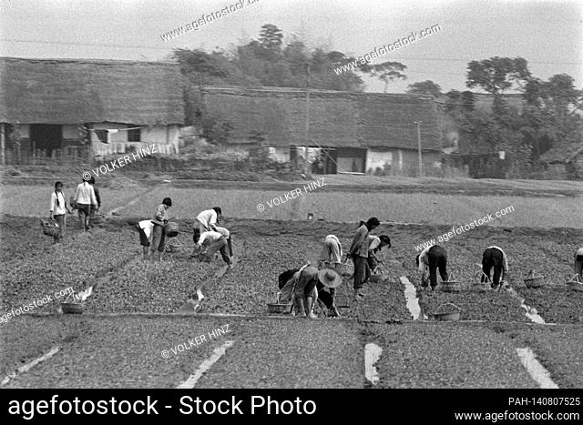 Chinese people working in the fields, farmers, agricultural workers, 02.06.1973 | usage worldwide. - Shanghai/China