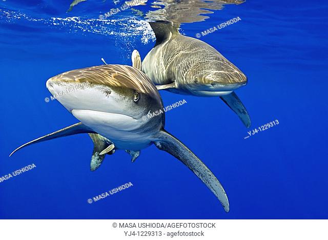 oceanic whitetip sharks, Carcharhinus longimanus, Kona Coast, Big Island, Hawaii, USA, Pacific Ocean