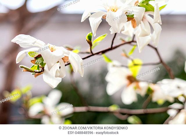 White magnolia blossoms on a tree. Shallow depth of field