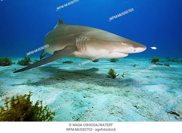 Lemon Shark, Negaprion brevirostris, Atlantic Ocean, Bahamas