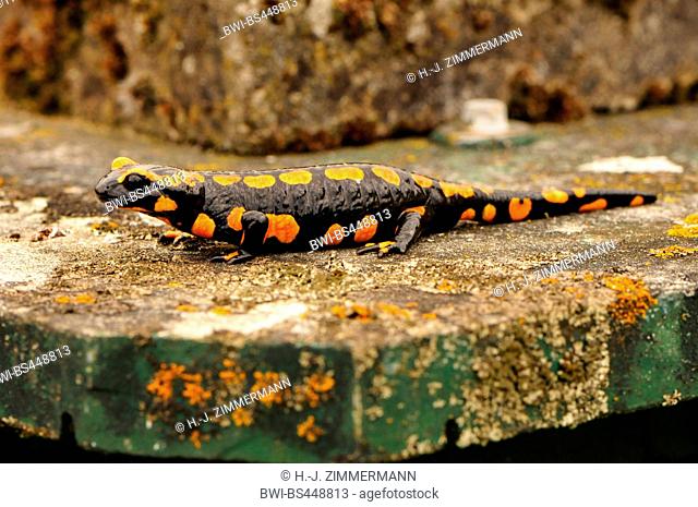 European fire salamander (Salamandra salamandra), orange coloured, Germany