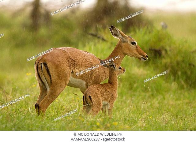 Impala, Aepyceros melampus, mother with baby in the rain in Lake Nakur National Park, Kenya