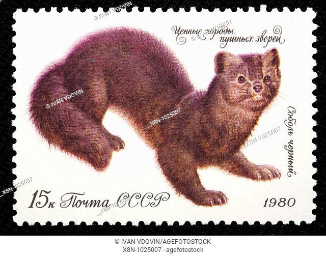 Sable Martes zibellina, postage stamp, USSR, 1980