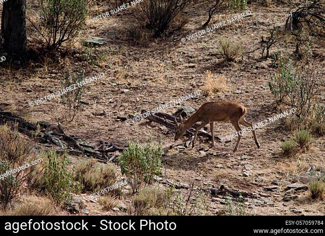 Spanish red deer Cervus elaphus hispanicus. Young stag. Monfrague National Park. Caceres. Extremadura. Spain