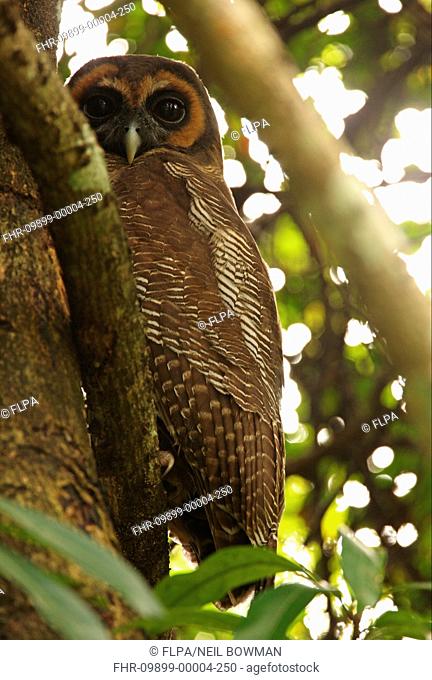 Brown Wood-owl Strix leptogrammica ochrogenys endemic race, adult, perched on branch at daytime roost, Sri Lanka, december