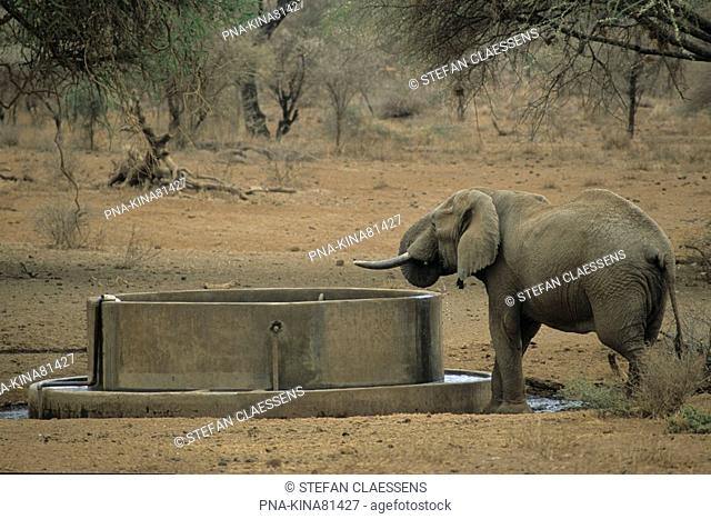 African elephant Loxodonta africana - Tsavo West National Park, Kenya, Africa