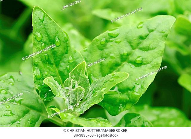 New Zealand Spinach (Tetragonia tetragonioides), North Rhine-Westphalia, Germany