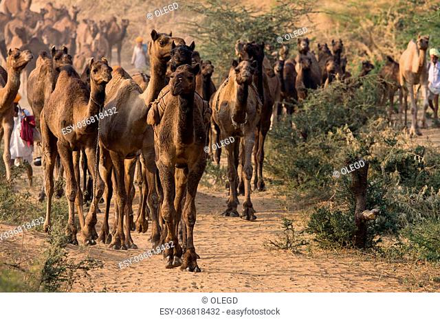 PUSHKAR, INDIA - NOVEMBER 20: Pushkar Camel Mela (Pushkar Camel Fair) on  November 20, Stock Photo, Picture And Low Budget Royalty Free Image. Pic.  ESY-036818432 | agefotostock