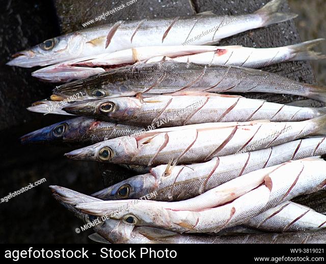 Fresh needle fish prepared for the grill