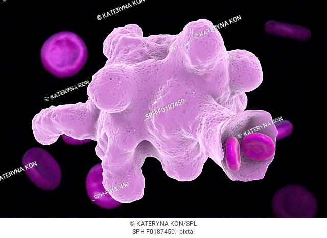 Parasitic amoeba (Entamoeba histolytica) engulfing red blood cells, computer illustration. This single-celled organism causes amoebic dysentery and ulcers...
