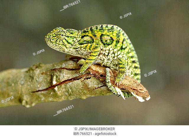 Jewelled Chameleon or Carpet Chameleon (Furcifer lateralis), Madagascar, Africa