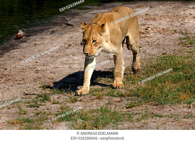 lioness in chobe national park in botswana