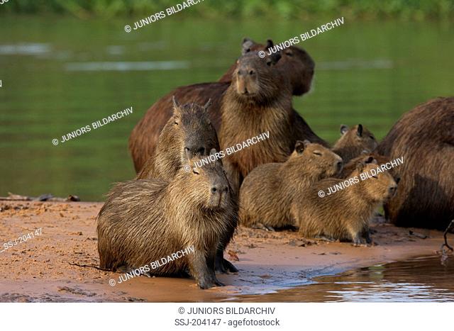 Capybara (Hydrochoerus hydrochaeris). Family with young on a sandbank. Pantanal, Brazil