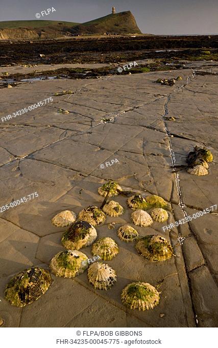 Common Limpet Patella vulgata adults, group attached to rocks at low tide, with Clavel Tower on clifftop in distance, Kimmeridge Bay, Dorset, England, march