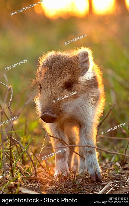 Lovely young wild boar, sus scrofa, piglet standing on field at sunset. Cute juvenile mammal with stripes looking to the camera from front view in golden hour...