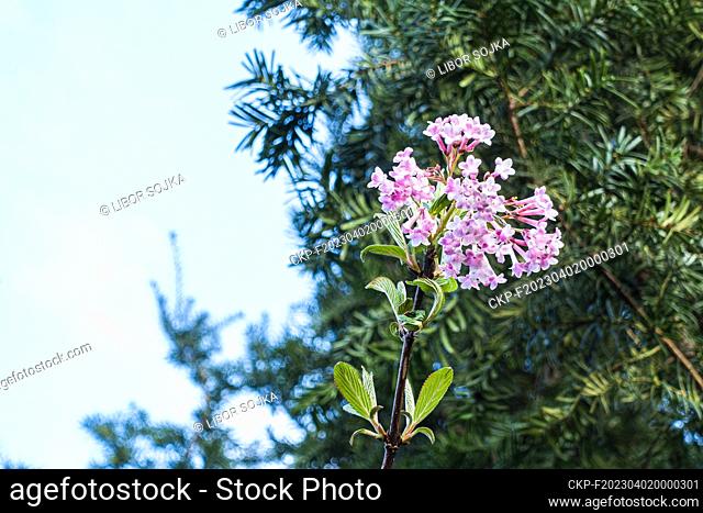 Hybrid Viburnum × bodnantense, flowering in Pruhonice, Czech Republic, on April 1st, 2023. (CTK Photo/Libor Sojka)