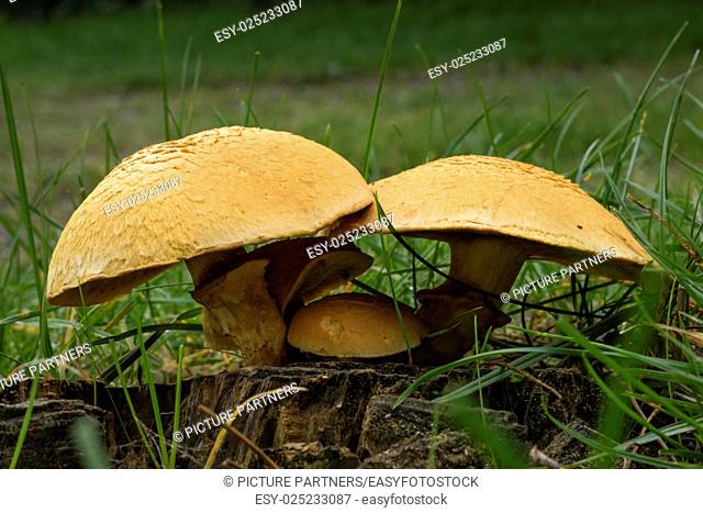 Spectacular Rustgill mushrooms in the forest