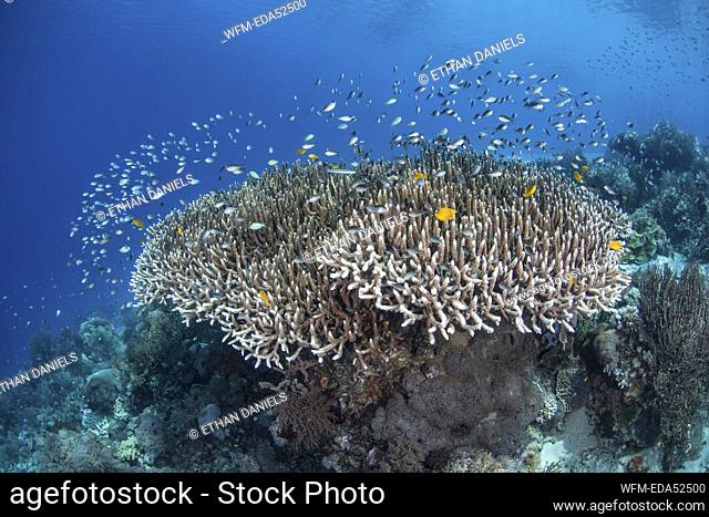 Various Chromis over Coral Reef, Chromis sp., Komodo National Park, Indonesia