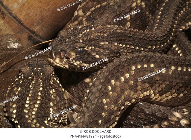South American neotropical rattlesnake Crotalus durissus terrificus