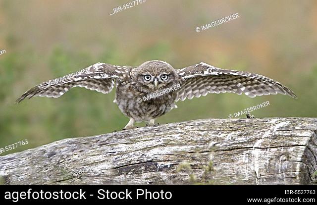 Little owl (Athene noctua) young, showing with wings spread, Leicestershire, England, United Kingdom, Europe
