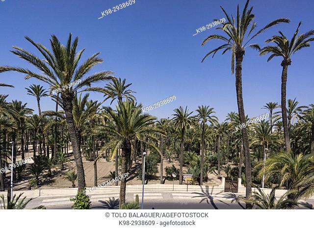 Huerto del Pastoret , Palmeral de Elche, world heritage por la Unesco, comunidad Valenciana, Spain, Europe