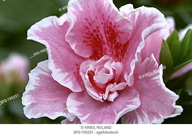 Rhododendron flower, pink with fuchsia-pink eye