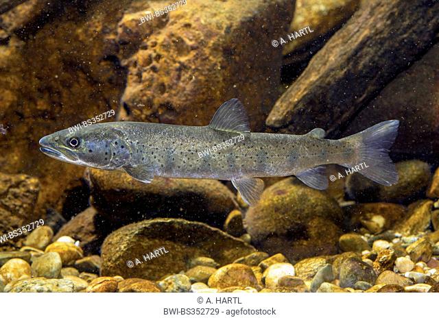 Danube salmon, huchen (Hucho hucho), juvenile
