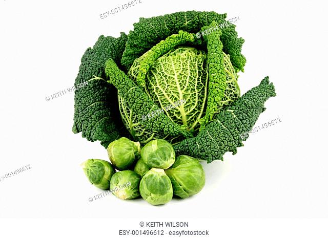 Green Cabbage and Sprouts