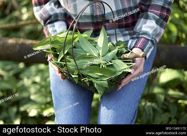Freshly harvested ramps in wire basket