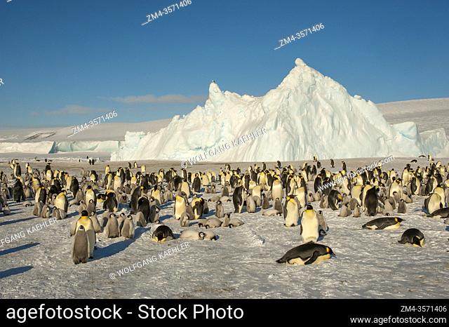 View of an Emperor penguin (Aptenodytes forsteri) colony on the sea ice at Snow Hill Island in the Weddell Sea in Antarctica