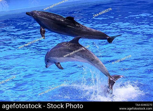 RUSSIA, VLADIVOSTOK - JULY 15, 2023: Indo-Pacific bottlenose dolphins perform during a marine mammal show as part of the Ocean of Hope charity event at the...