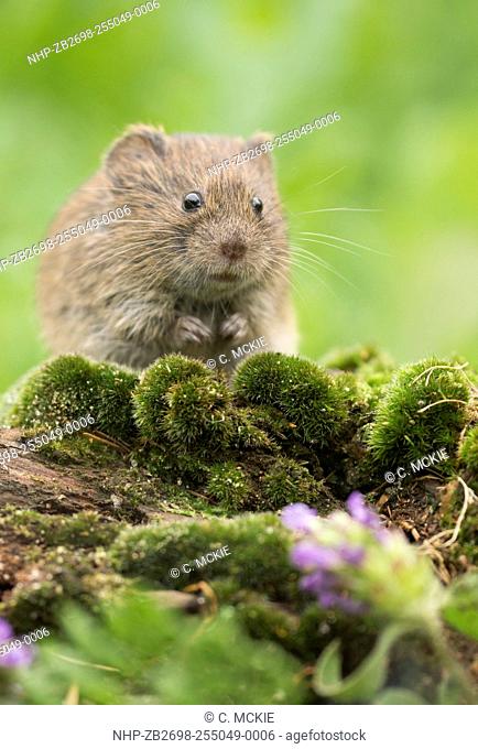 Field vole or short-tailed vole (Microtus agrestis) portrait format feeding on an old moss covered branch (controlled)