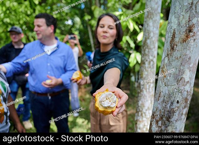 07 June 2023, Brazil, Ilha do Combu: Annalena Baerbock (r, Bündnis 90/Die Grünen), foreign minister, hands journalists a cacao fruit while tasting pulp herself