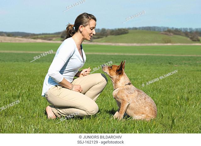 woman and Australian Cattle dog on meadow