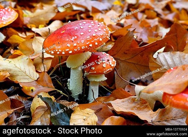 Fly agaric (Amanita muscaria) a type of mushroom in the amanita family, poisonous
