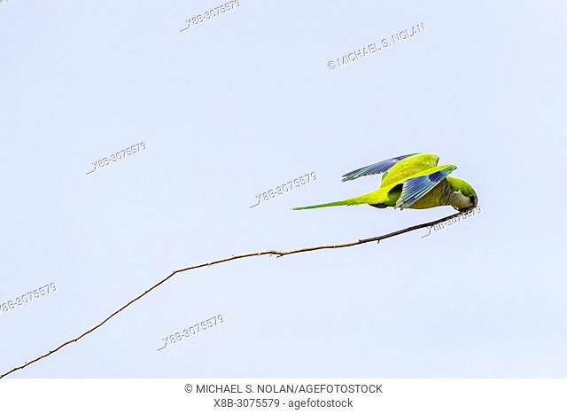 An adult monk parakeet, Myiopsitta monachus, in flight with nest material. Pousado Alegre, Brazil