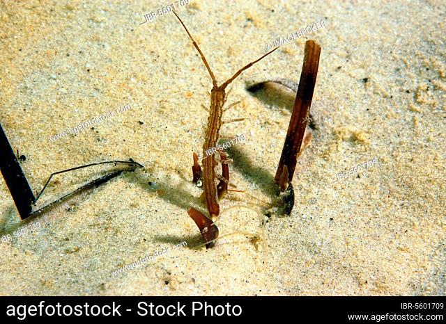 Isopod (Idotea linearis) adult, among seagrass on sandy seabed, Studland Bay, Isle of Purbeck, Dorset, England, United Kingdom, Europe