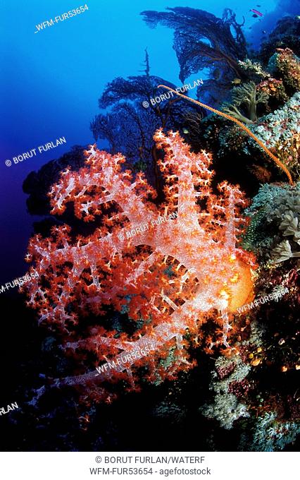 Soft Coral in Reef, Dendronephthya sp., South Pacific, Solomones Islands