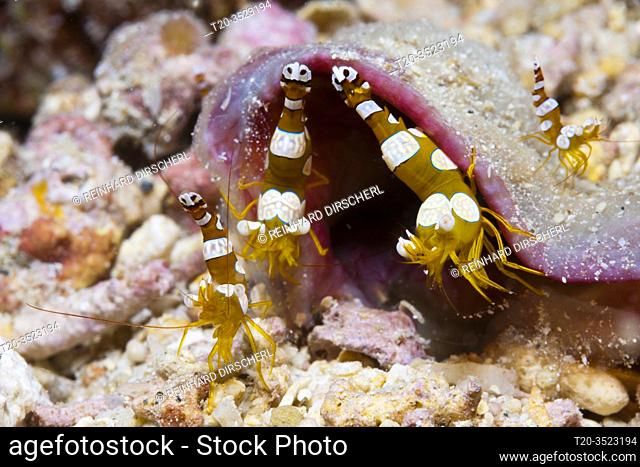 Ambonian Shrimp, Thor amboinensis, Kimbe Bay, New Britain, Papua New Guinea