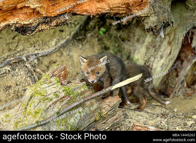 Germany, red fox (Vulpes vulpes), fox cubs at their fox den