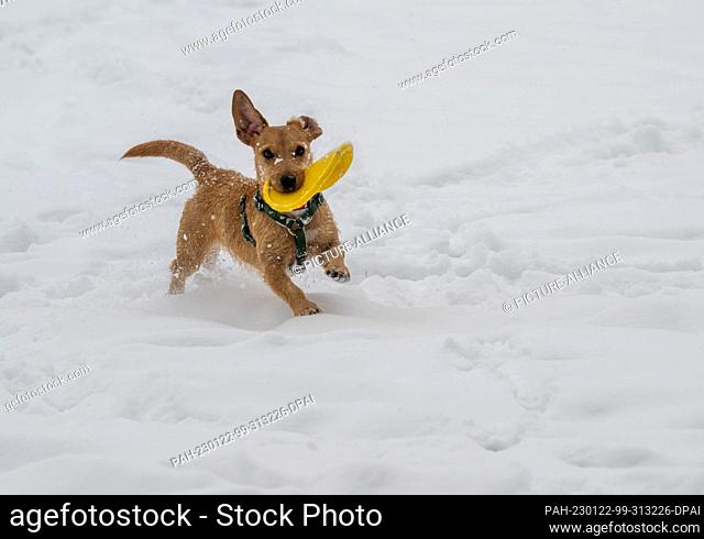 22 January 2023, Bavaria, Munich: A dog runs with its toy in its mouth through the fresh snow in the English Garden, located in the heart of the Bavarian...