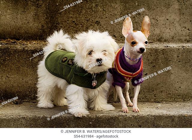 A female two-month-old Maltese Poodle and a female adult Chihuahua standing together wearing a jacket and sweater