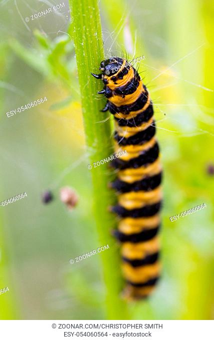 Narrow Bordered Five Spot Burnet Caterpillar (Zygaena lonicerae)