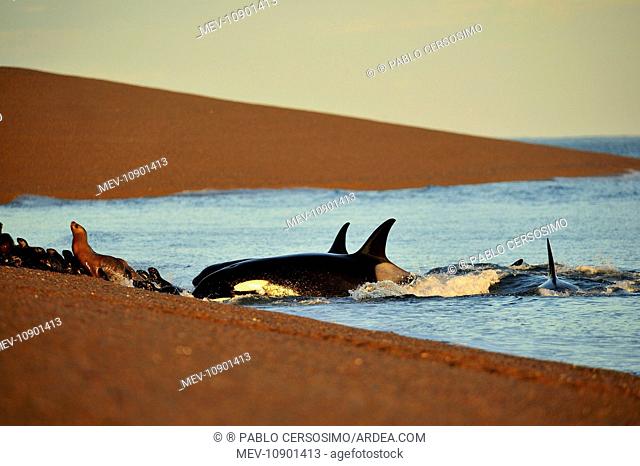 Orca / Killer Whale (Orcinus orca). hunting South American Sea Lion (Otaria flavescens) at Peninsula Valdes, Patagonia, Argentina, South Atlantic