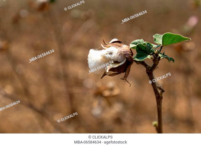 Africa, Malawi, Balaka district, Cotton processing