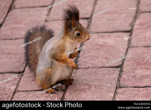 RUSSIA, MOSCOW - NOVEMBER 9, 2023: A squirrel sits on the pavement in Tsaritsyno Park in autumn. Mikhail Metzel/TASS